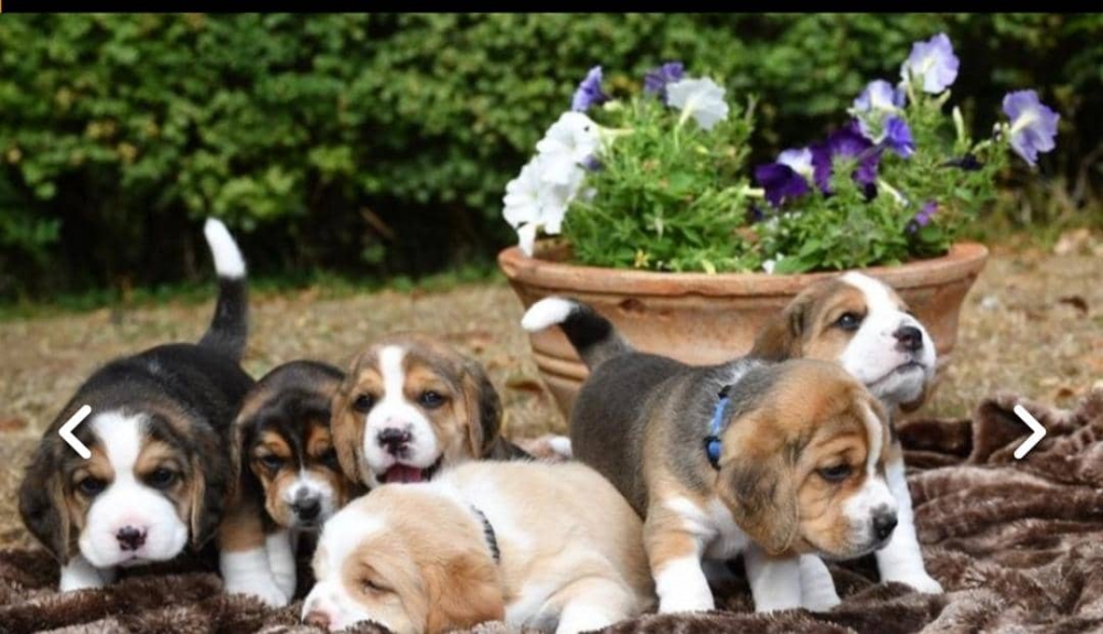Foto  REGALO Cuccioli dolce e bella Beagle