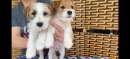 Foto 2 cuccioli di Jack Russell Terrirer con pedigree ENCI