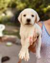 Foto 3 bellissimi cuccioli di mix labrador cercano casa