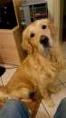 Foto Accoppiamento Golden Retriever