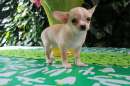 Foto Adorabili cuccioli di Chihuahua