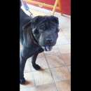 Foto AGOR SHAR PEI IN ADOZIONE