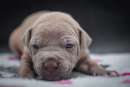Foto American pitbull terrier