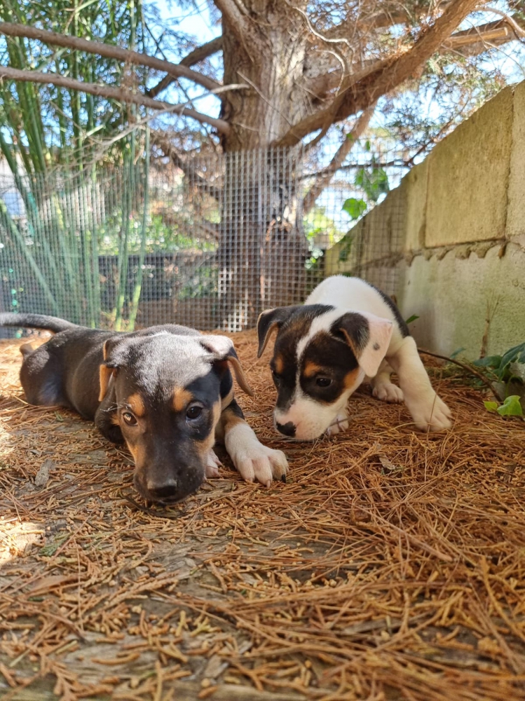 Foto AMERICAN STAFFORDSHIRE TERRIER ALLEVAMENTO e CUCCIOLI in PUGLIA