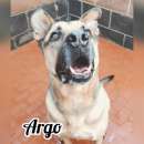 Foto Argo  un bellissimo incrocio pit in cerca di casa!