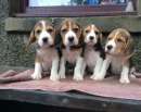 Foto Beagle tricolore cuccioli