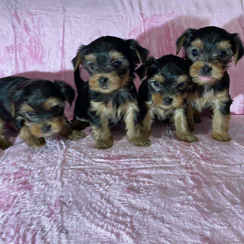 Foto Bellissimi cuccioli di Yorkshire Terrier