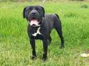 Foto Black bellissimo staffordshire bull terrier in regalo