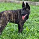 Foto BLACK SALVIAMOL DAL CANILE CANE IN ADOZIONE