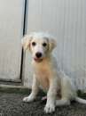 Foto BRIE CUCCIOLA BIANCA 3 MESI MIX GOLDEN RETRIEVER