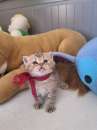 Foto BRITISH SHORTHAIR CUCCIOLI