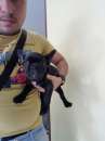 Foto Bulldog francese nero italiana con microchip