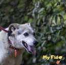 Foto Cagnolina nonnina cerca famiglia