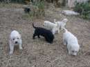 Foto cagnolini e gattini