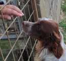 Foto CAGNOLINO IN ADOZIONE: TIMON, taglia medio piccola