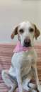 Foto Camilla 3anni 14kg entrer  in 1canile sovraffollato!!X FAVORE URGENTE!ROMA