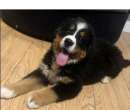 Foto Cane Bovaro del Bernese con PEDIGREE