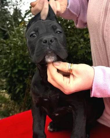 Foto Cane corso Cuccioli da Allev Riconosciuto Enci