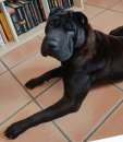 Foto CANE IN ADOZIONE: AGOR, splendido SHAR PEI