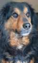 Foto CANE IN ADOZIONE: ARDIAN, simil bernese