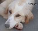 Foto CANE IN ADOZIONE: OMERO, bello tipo GOLDEN RETRIEVER