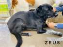 Foto Cane in adozione. ZEUS: UNA VITA IN CANILE