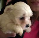 Foto Cane maltese cucciol