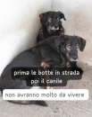 Foto Cani anziani