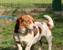 Foto CARLO, delicato mix Jack Russell