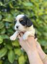 Foto Cavalier king Super Cuccioli