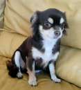 Foto Chihuahua femmina pelo lungo cioccolato con pedigree Enci