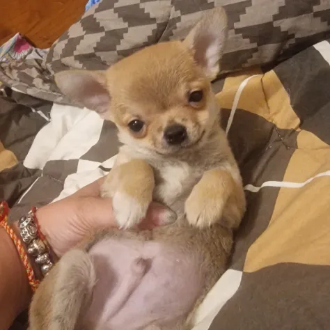 Foto Chihuahua piccolo piccolo da compagnia
