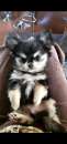 Foto Chihuahua toy pedigree