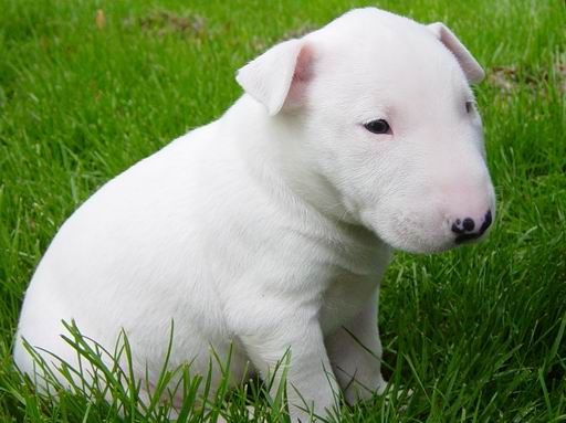 Foto cucciola Bull terrier 3 MESI