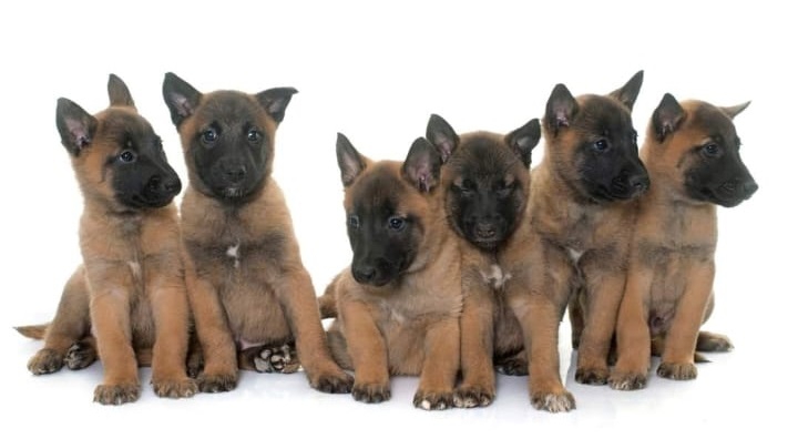 Foto Cuccioli Allevamento Pastore Belga Malinois Italia