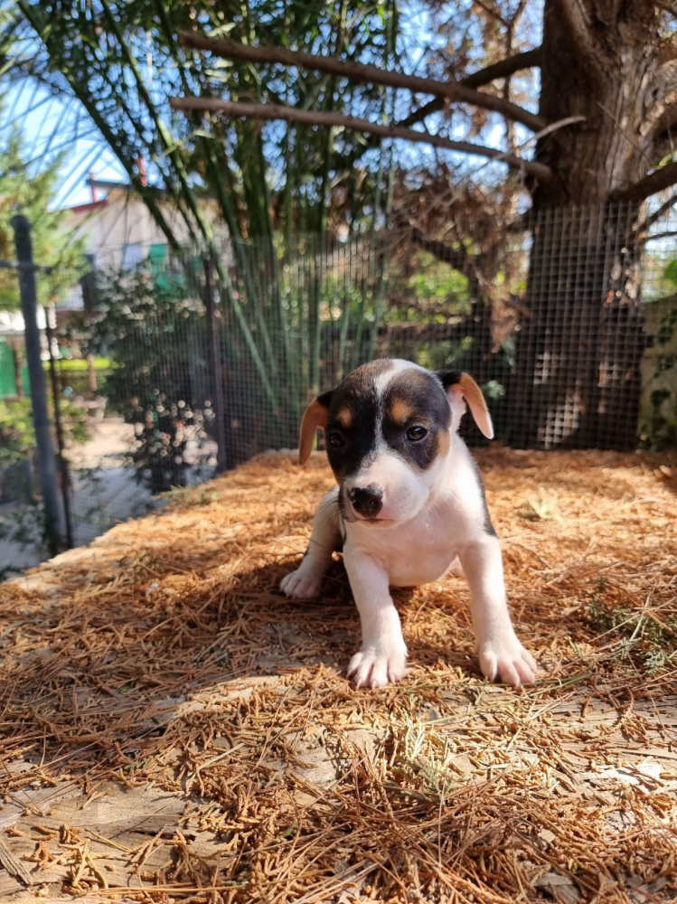 Foto Cuccioli Amstaff Tricolor con pedigree