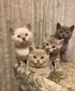 Foto Cuccioli British Shorthair