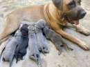 Foto Cuccioli cane corso