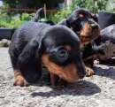 Foto Cuccioli di Bassotto a pelo corto Pedigree Enci