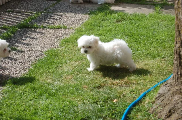 Foto Cuccioli di Maltese taglia piccola