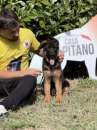 Foto Cuccioli di pastore tedesco di altissima genealogia