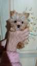 Foto Cuccioli di yorkshire golldust con pedigree