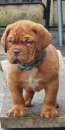 Foto Cuccioli dogue de bordeaux