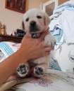 Foto Cuccioli gialli Labrador Retriever con pedigree