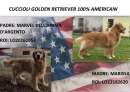 Foto Cuccioli golden retriever 100% americani