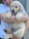 Foto Cuccioli golden retriever