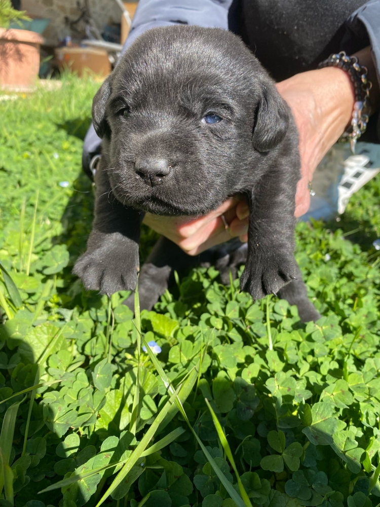 Foto Cuccioli Labrador con Pedigree