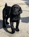 Foto Cuccioli Labrador Retreiver pronta consegna