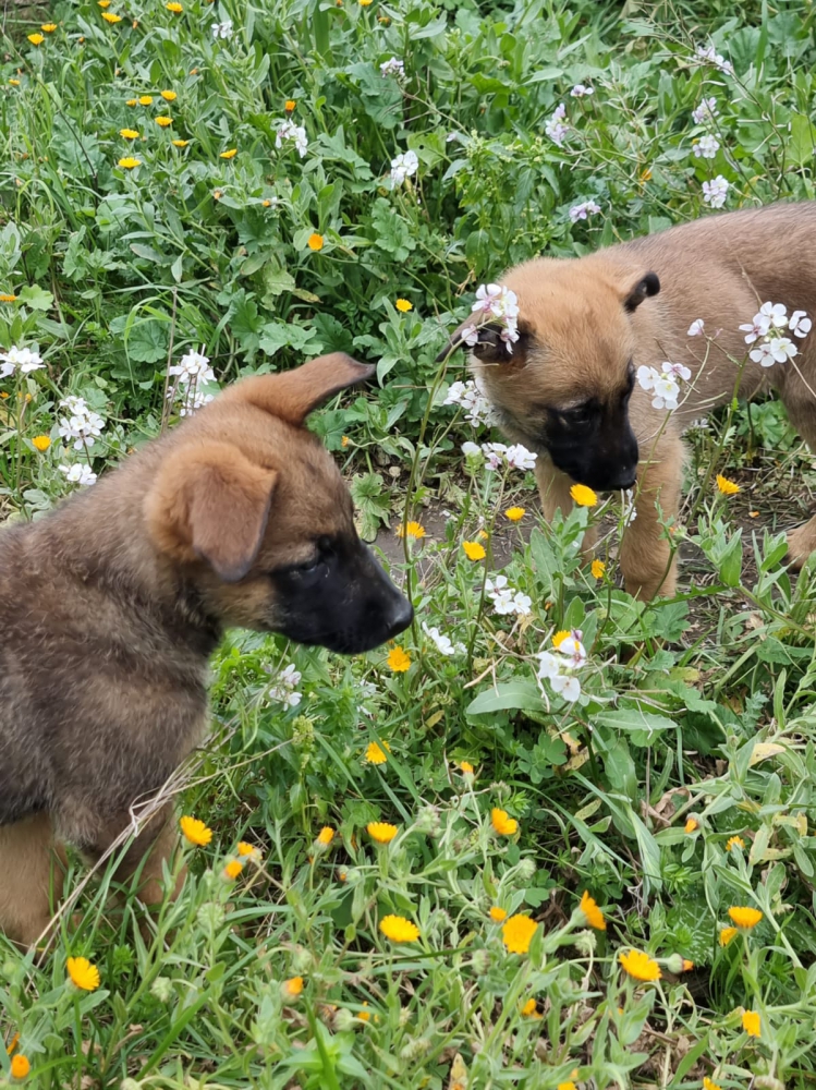 Foto Cuccioli Pastore Belga Malinois Allevamento con pedigree ENCI Napoli Caserta Salerno Benevento Avellino