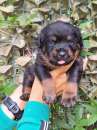 Foto Cuccioli rottweiler